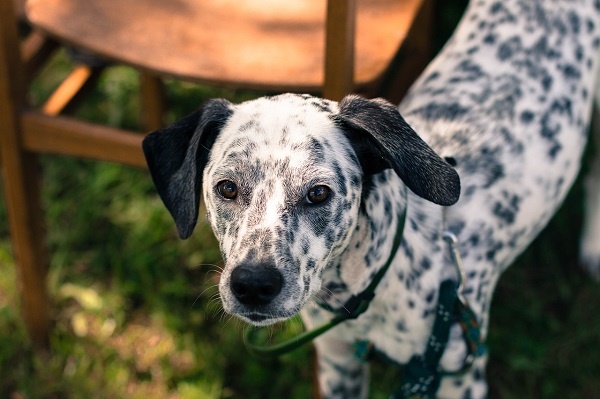 dalmatian image