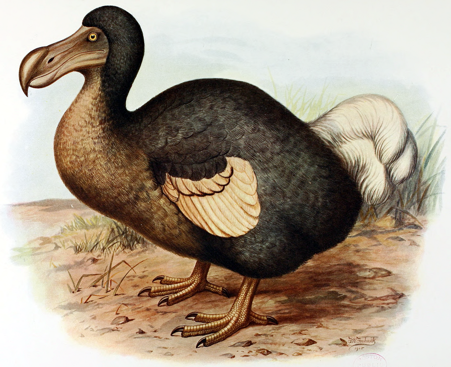 dodo-bird image