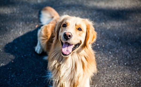 goldenretriever image