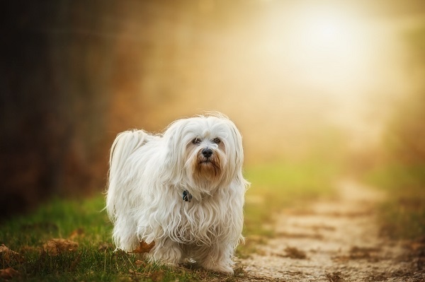 havanese_600