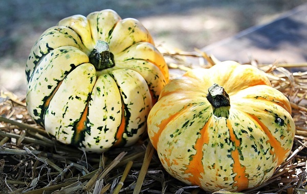 pumpkins_600