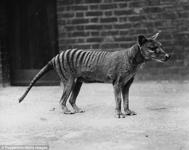 tasmanian-tiger image