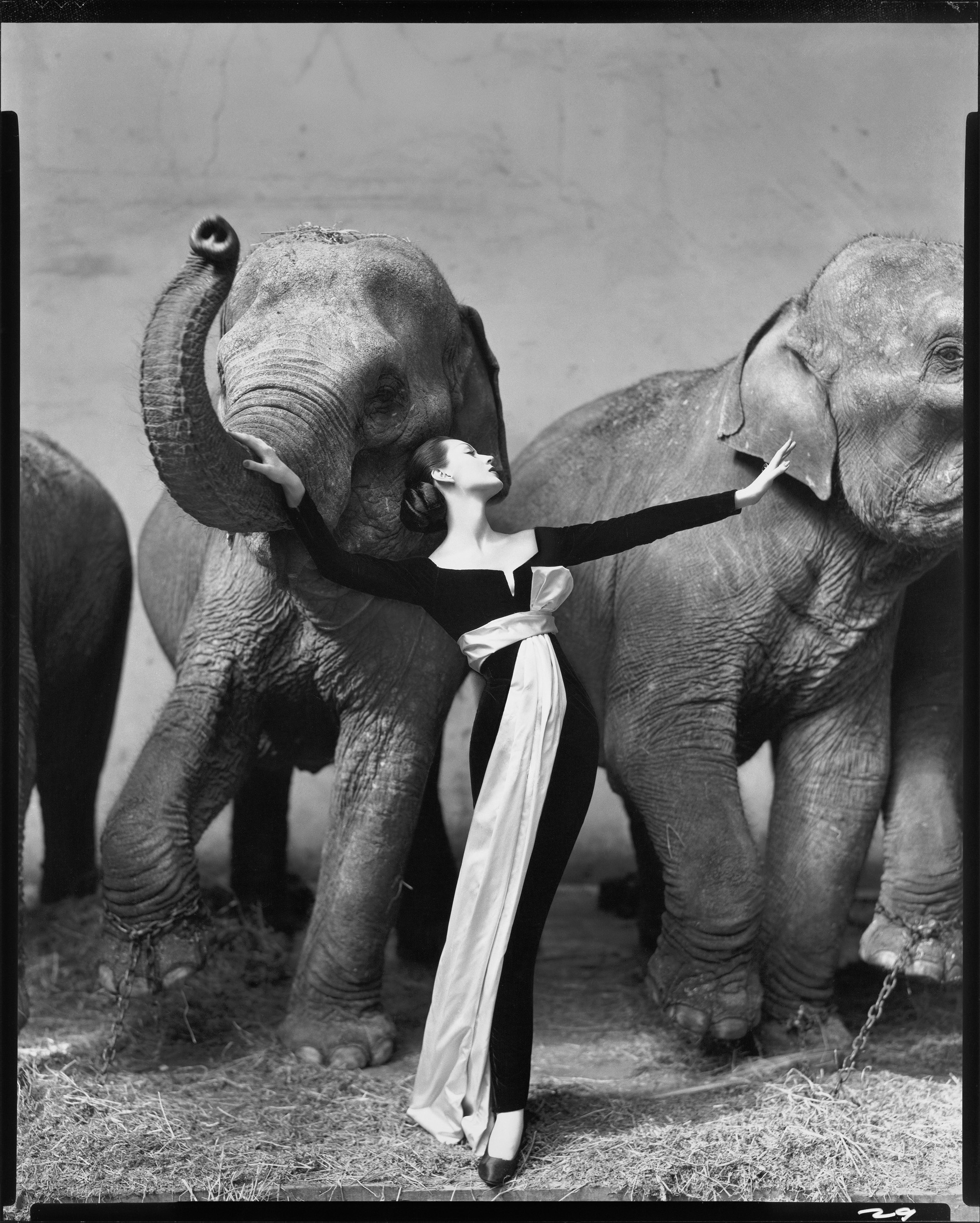 avedon_dovima-with-elephants_2621